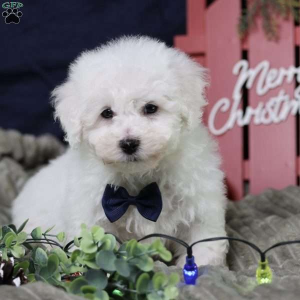 Peppermint (tiny), Bichon Frise Puppy